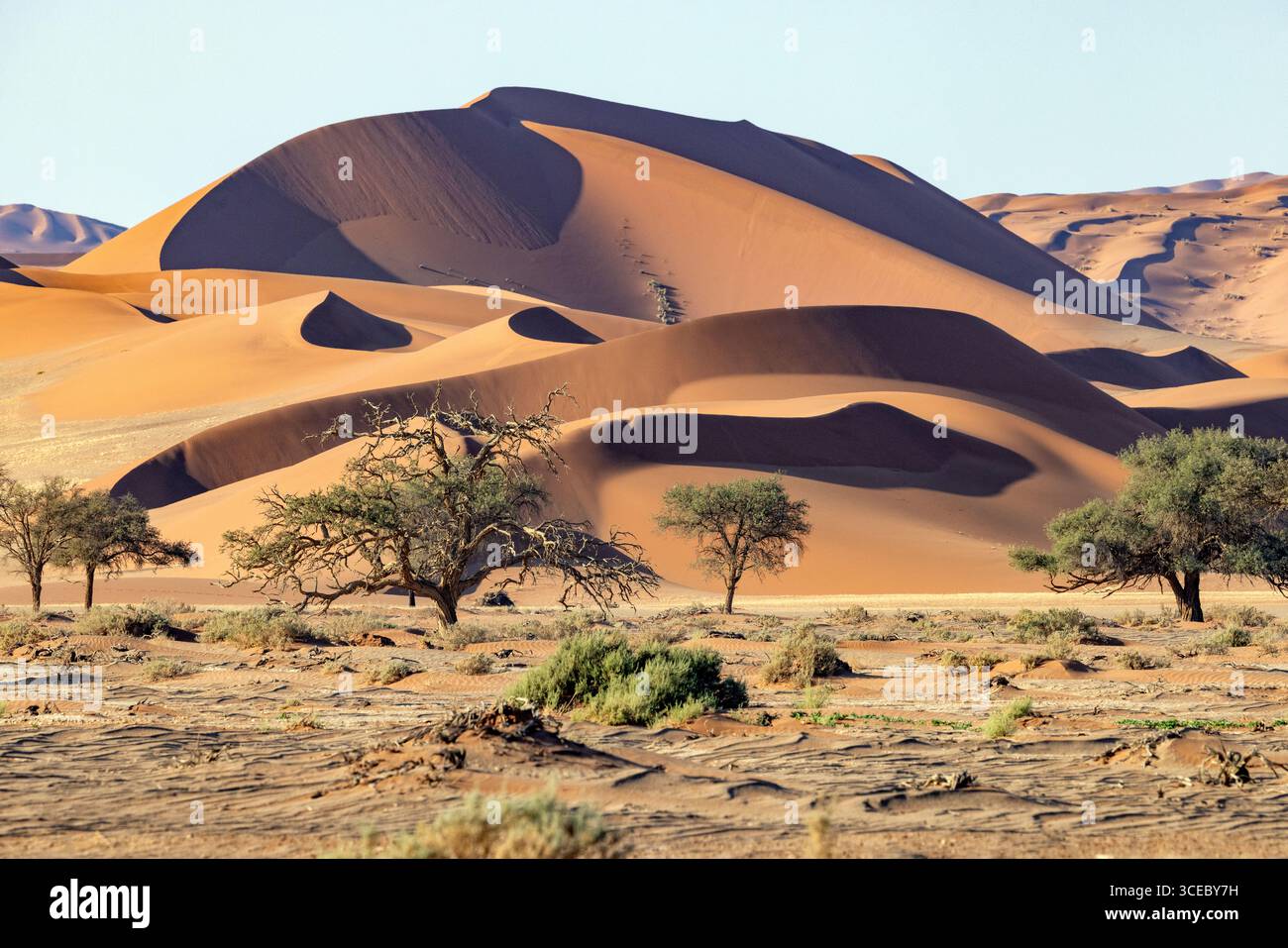 Dunes de sable extra-terrestres près de Sossusvlei dans le parc national Namib-Naukluft, Namibie, Afrique Banque D'Images