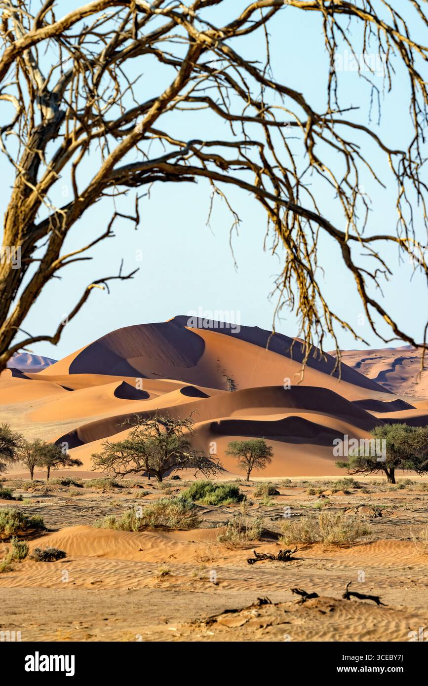 Dunes de sable extra-terrestres près de Sossusvlei dans le parc national Namib-Naukluft, Namibie, Afrique Banque D'Images