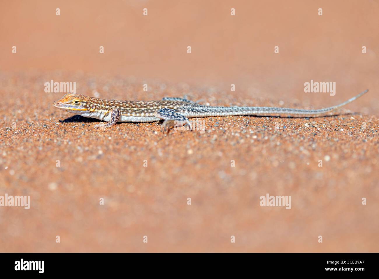 Lézard des sables à museau cuneirostris (Meroles cuneirostris) - Parc national de Namib-Naukluft, Namibie, Afrique Banque D'Images