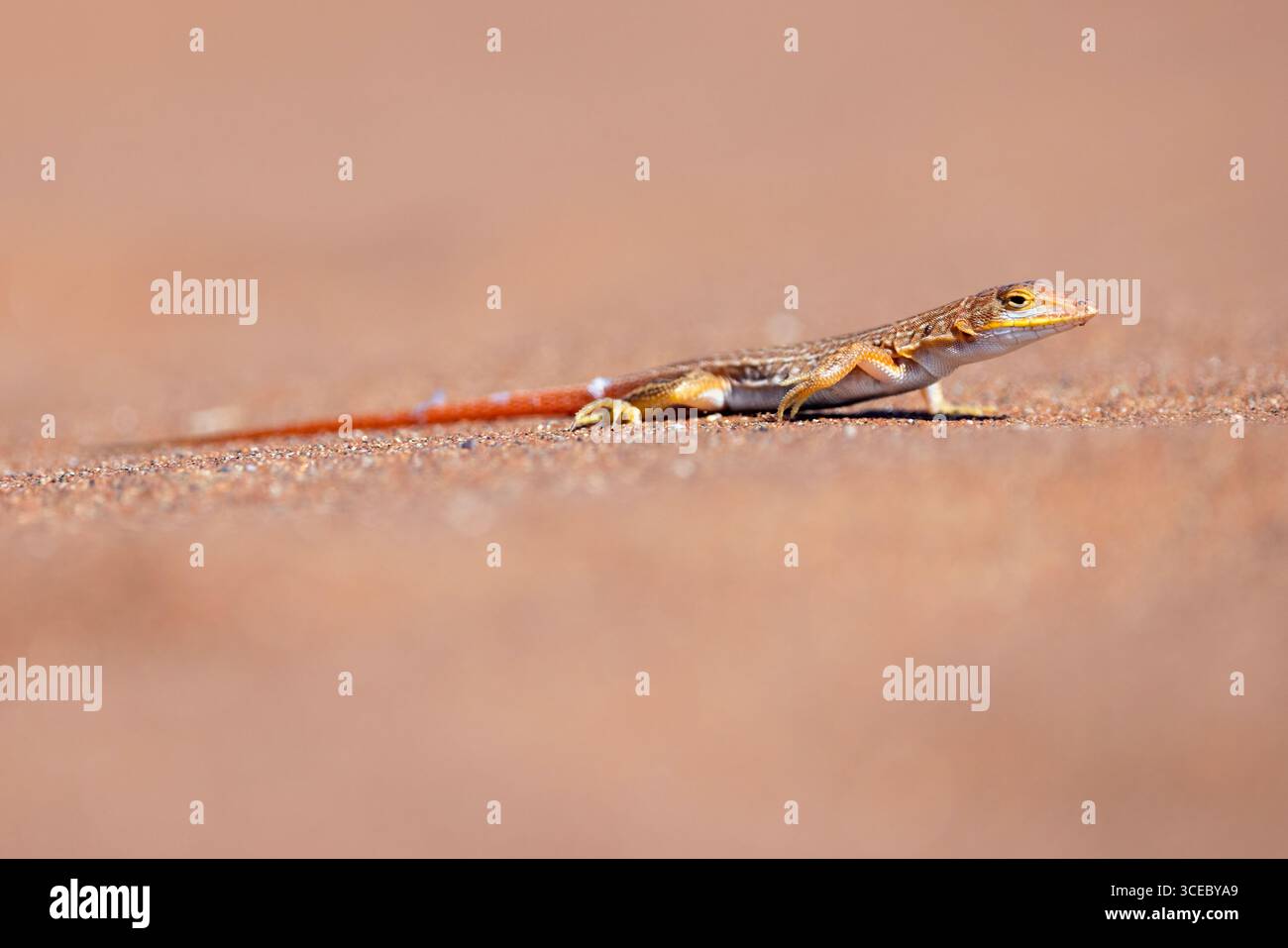 Lézard des sables à museau cuneirostris (Meroles cuneirostris) - Parc national de Namib-Naukluft, Namibie, Afrique Banque D'Images