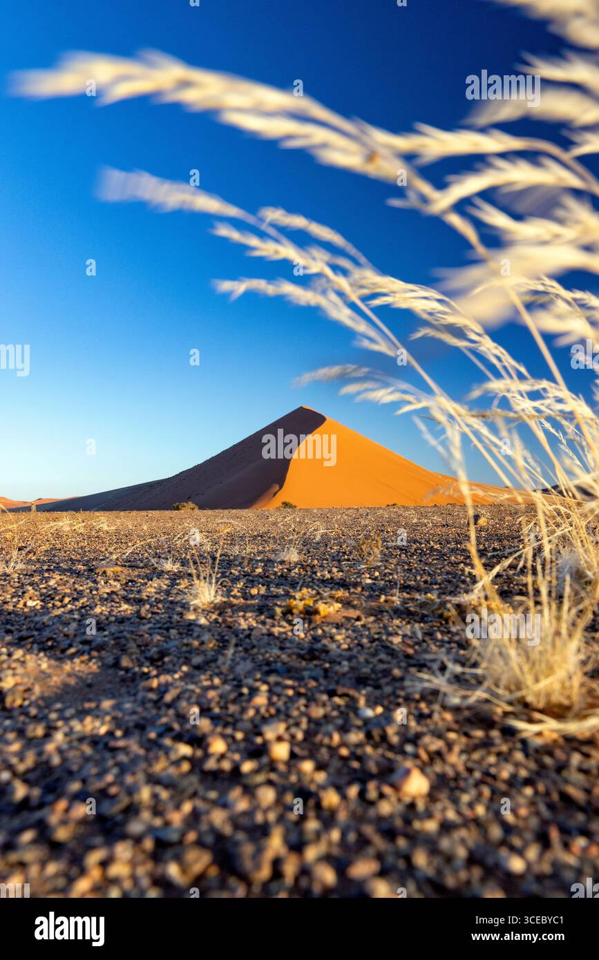 Anciennes dunes encadrées par des herbes dans le parc national Namib-Naukluft, Namibie, Afrique Banque D'Images