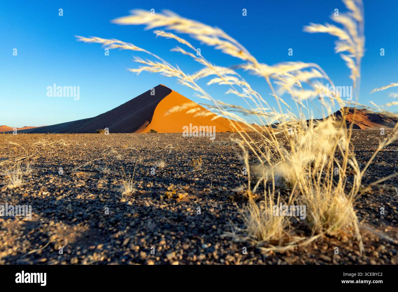 Anciennes dunes encadrées par des herbes dans le parc national Namib-Naukluft, Namibie, Afrique Banque D'Images