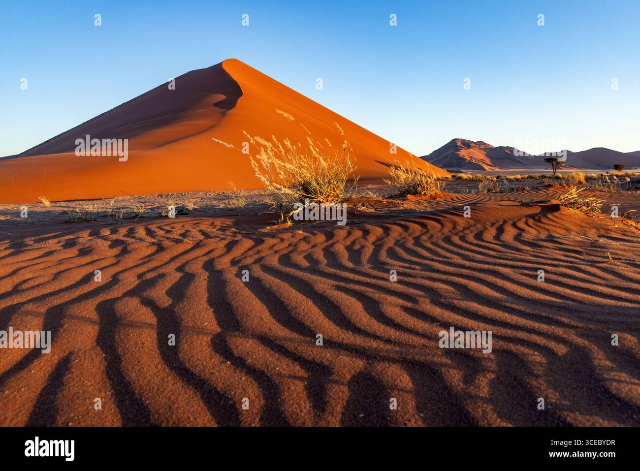 Anciennes dunes rouges dans le parc national Namib-Naukluft, Namibie, Afrique Banque D'Images