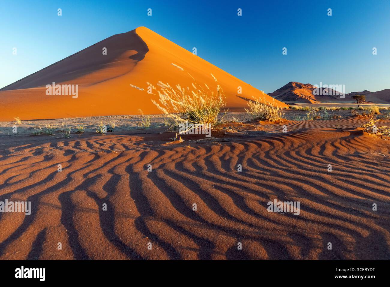 Anciennes dunes rouges dans le parc national Namib-Naukluft, Namibie, Afrique Banque D'Images