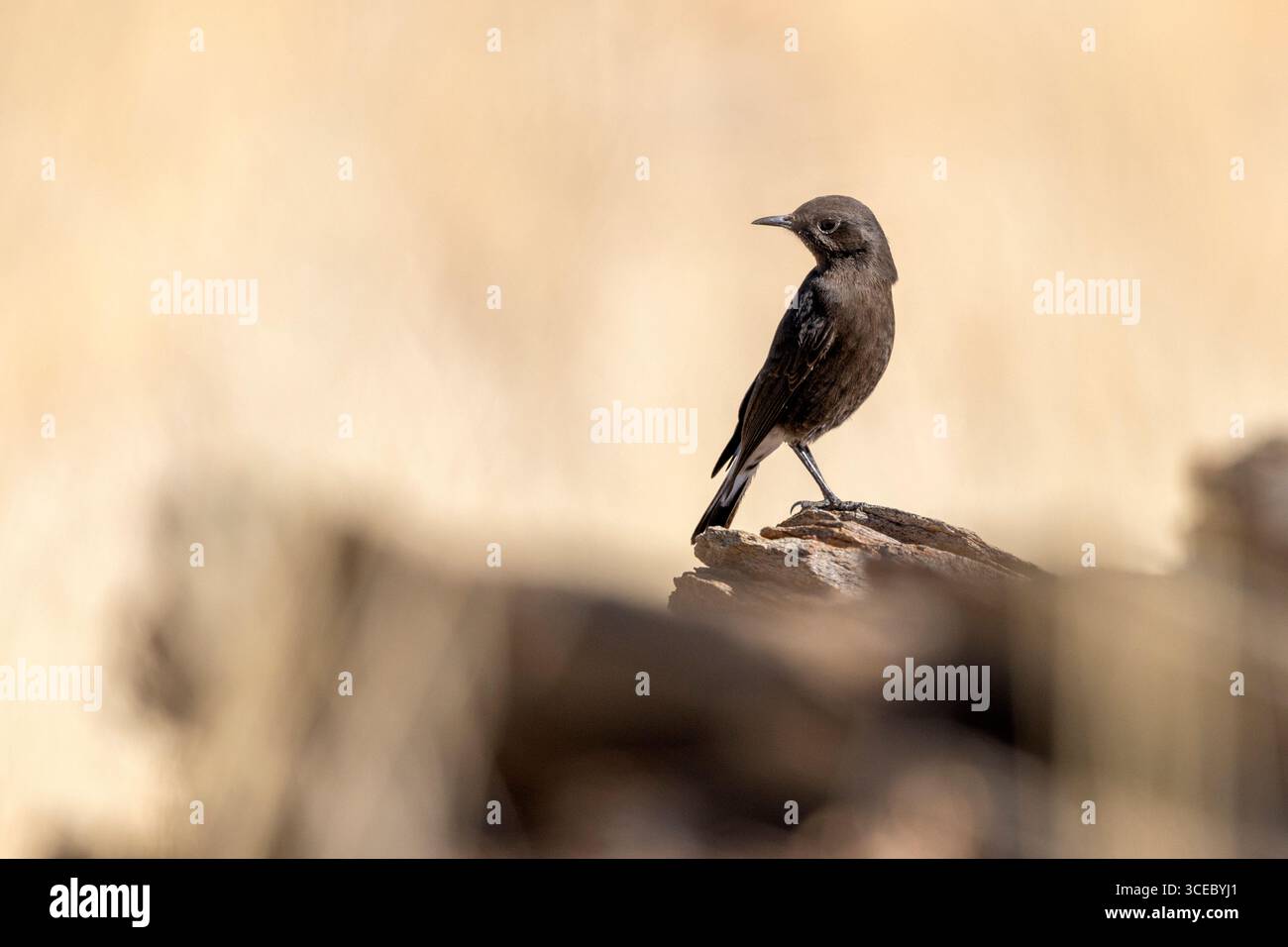 Chat de montagne ou Wheatear de montagne (Myrmecocichla monticola) - Namib Naukluft National Park, Namibie, Afrique Banque D'Images