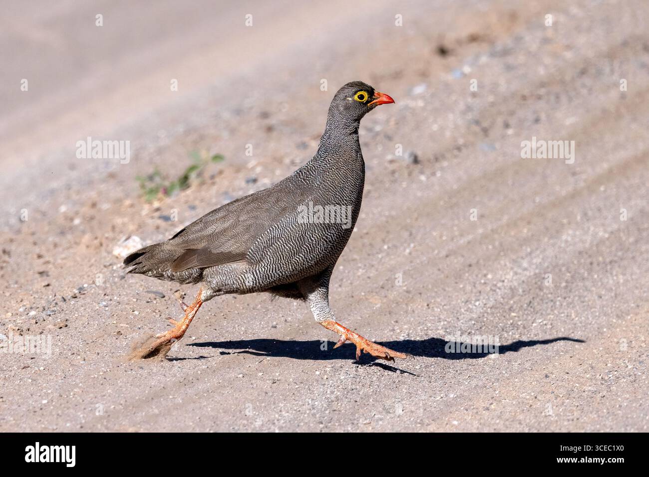 La sauvagine à bec rouge (Pternistis adspersus) en fuite - vallée de la rivière Hoanib, Namibie, Afrique Banque D'Images