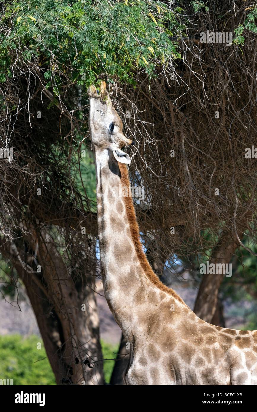 Girafe angolaise (Giraffa giraffa angolensis) alimentation - vallée de la rivière Hoanib, Namibie, Afrique Banque D'Images
