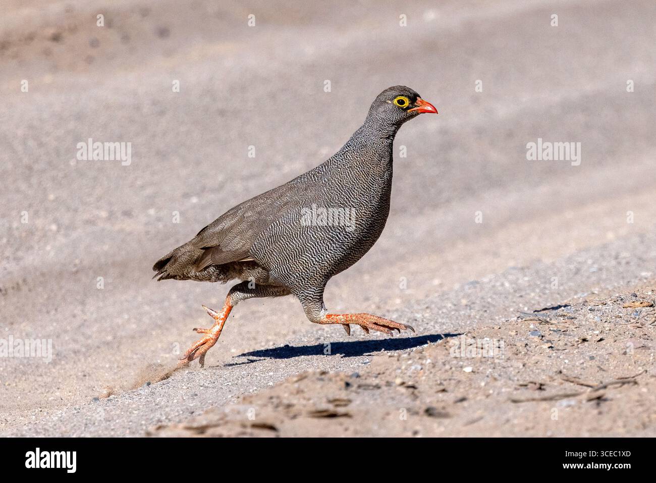 La sauvagine à bec rouge (Pternistis adspersus) en fuite - vallée de la rivière Hoanib, Namibie, Afrique Banque D'Images