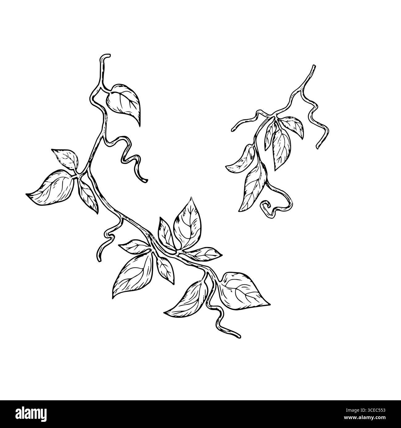 Branches gracieuses d'une plante grimpante avec des feuilles vertes et des vrilles, croquis noir et blanc. Illustration vectorielle. Lierre et feuillus grimpant sur la vigne Illustration de Vecteur