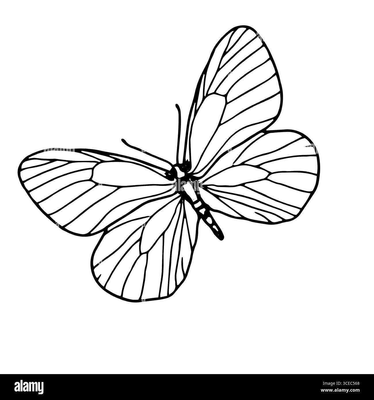 Papillon gracieux avec des ailes, croquis noir et blanc. Illustration vectorielle. La silhouette d'un papillon argousier est isolée sur un fond blanc. Illustration de Vecteur