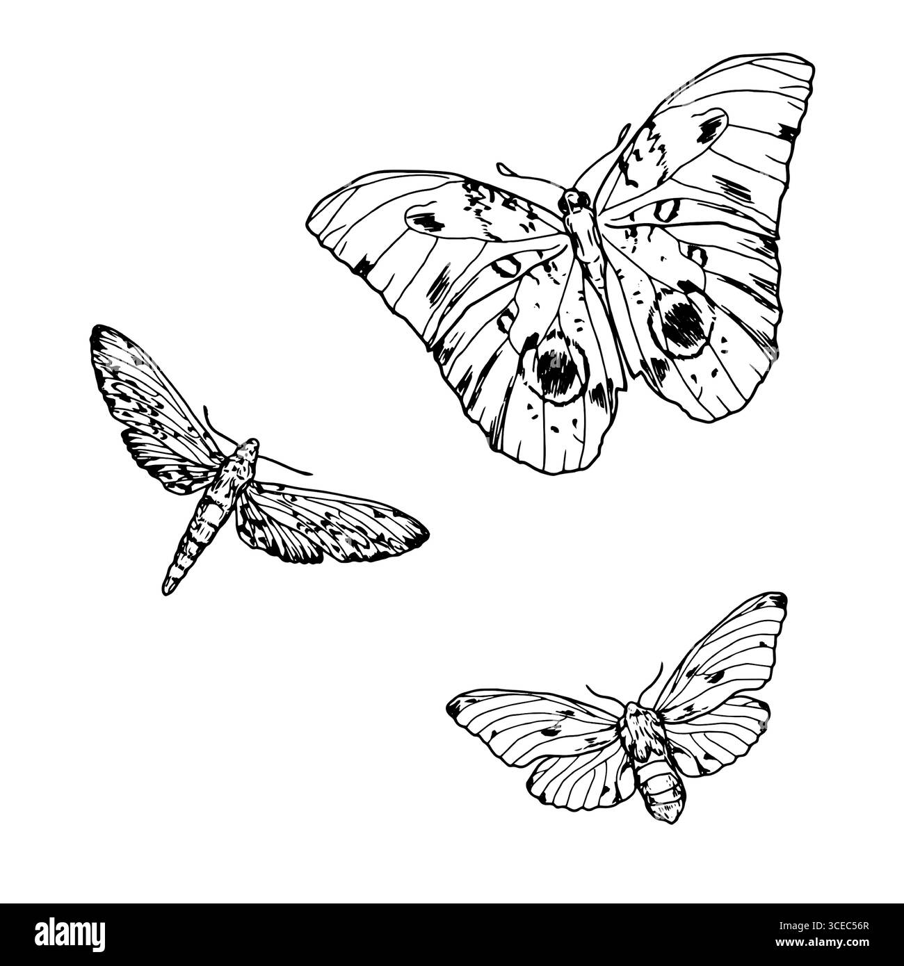 Papillon élégant avec de grandes ailes, croquis noir et blanc. illustration vectorielle. Un ensemble de silhouettes, faucon géant, est isolé sur fond blanc Illustration de Vecteur