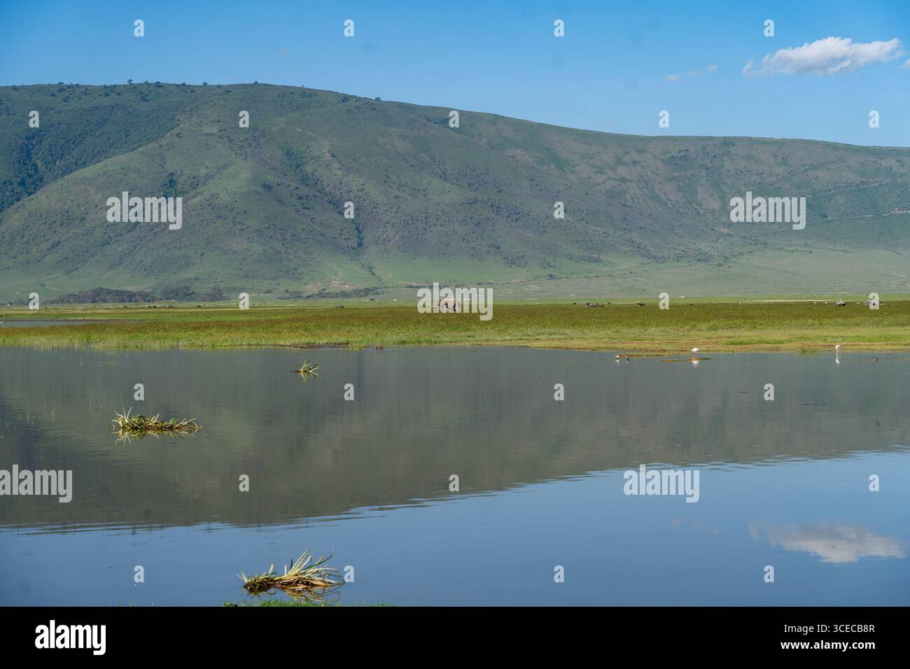Éléphant d'Afrique dans un paysage large, cratère de Ngorongoro, Tanzanie Banque D'Images