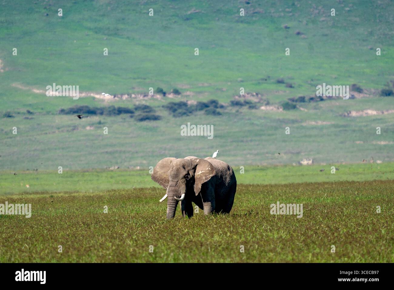Éléphant d'Afrique avec aigrette de bétail, cratère de Ngorongoro, Tanzanie Banque D'Images