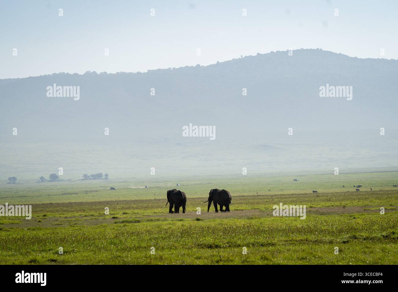Éléphants dans de vastes prairies, cratère de Ngorongoro, Tanzanie Banque D'Images