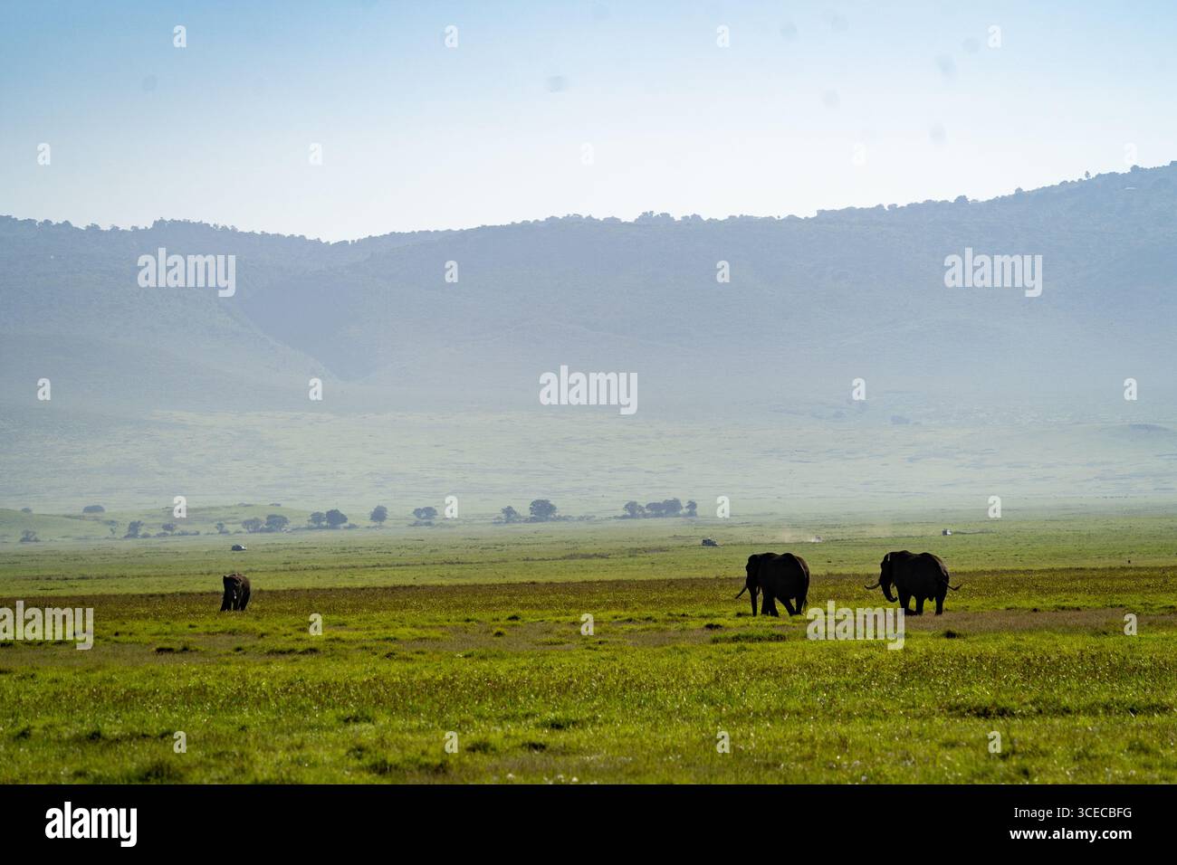 Éléphants dans de vastes prairies, cratère de Ngorongoro, Tanzanie Banque D'Images