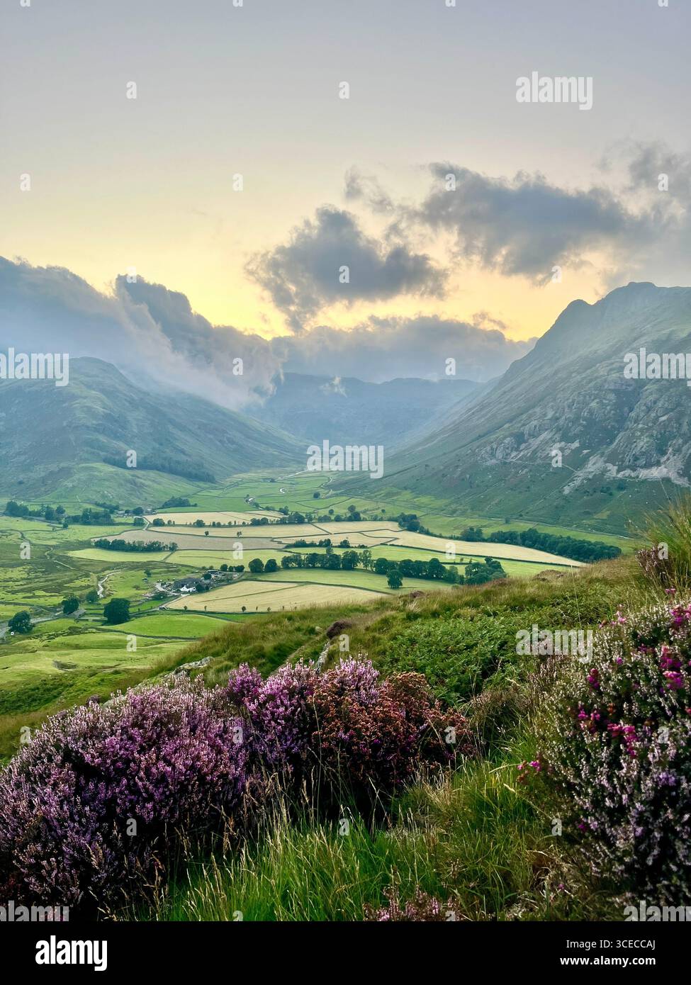 Crépuscule sur Mickleden, Langdale supérieure dans le Lake District avec landes de bruyère à fleurs violettes et champs agricoles entourés de montagnes. Banque D'Images