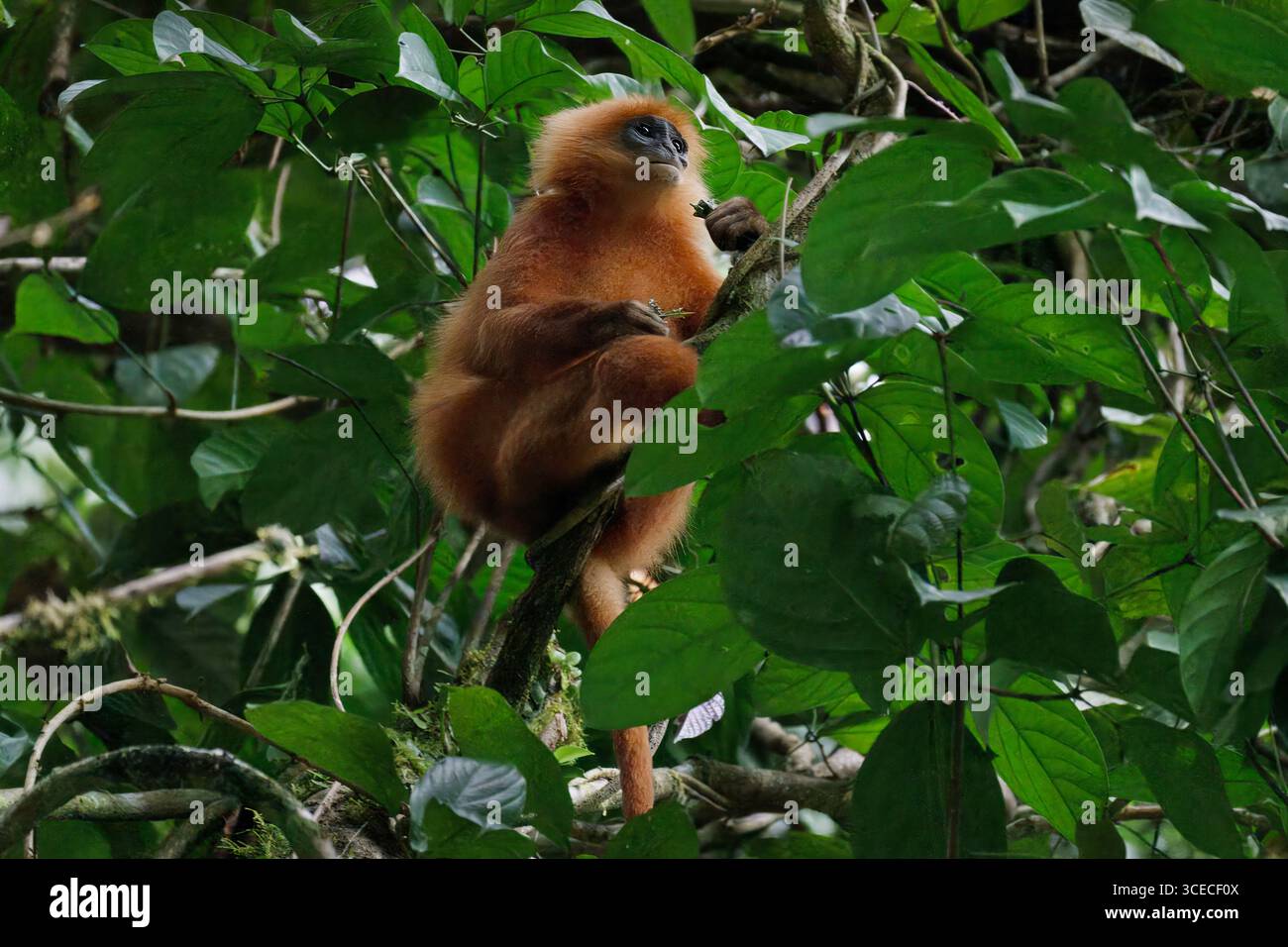 Singe feuille rouge dans l'arbre, dans la vallée de Danum, Bornéo, Malaisie Banque D'Images