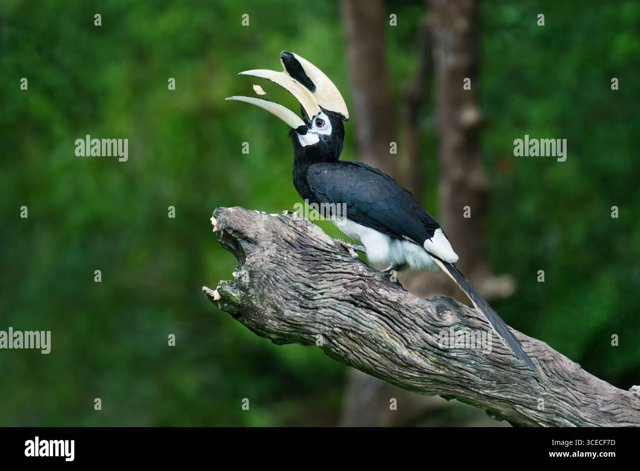 Pied oriental Hornbill avec de la nourriture entre les becs à Sabah, Bornéo, Malaisie Banque D'Images
