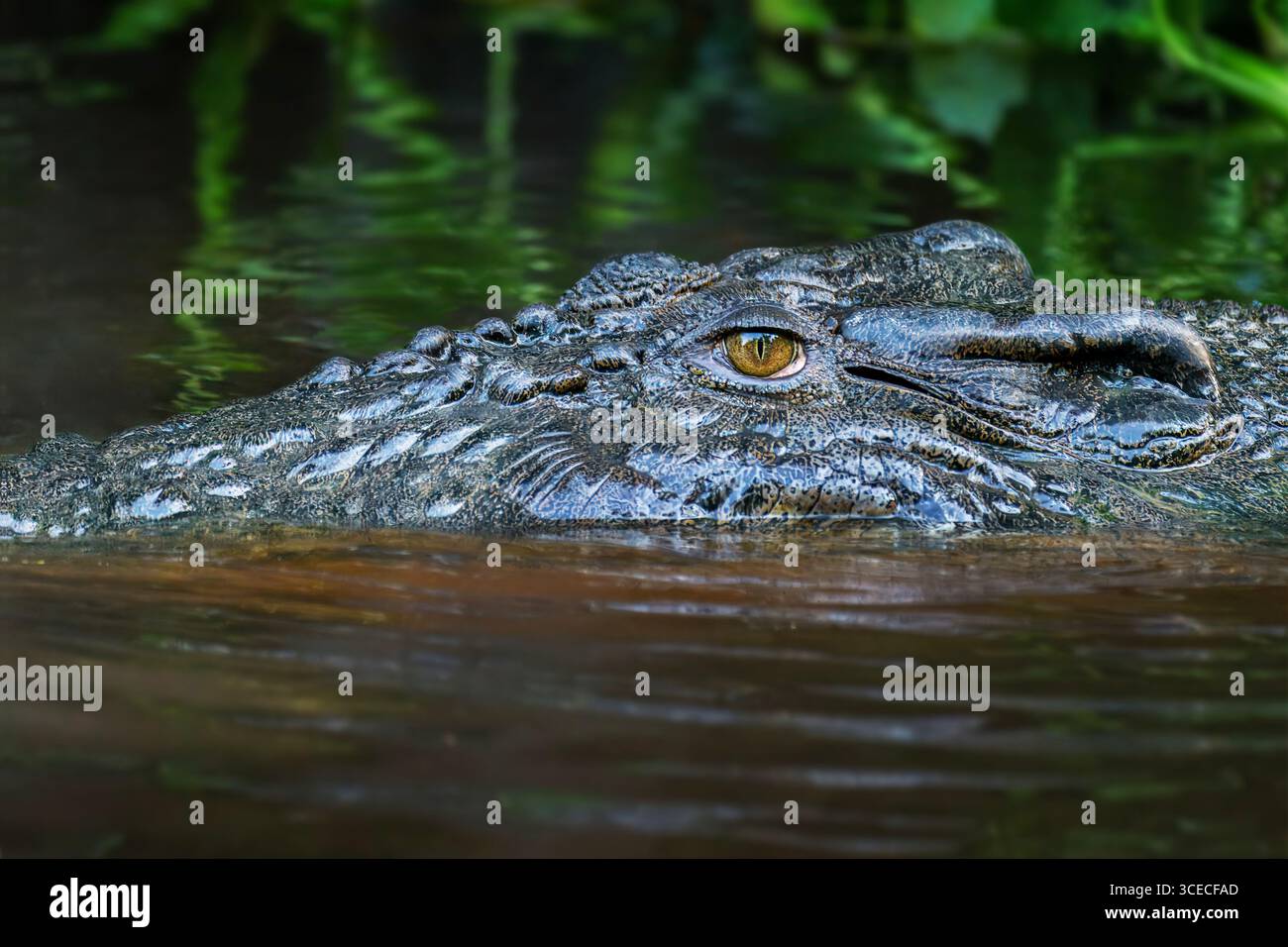 Crocodile estuarien dans la rivière Kinabatangan, Bornéo, Malaisie Banque D'Images
