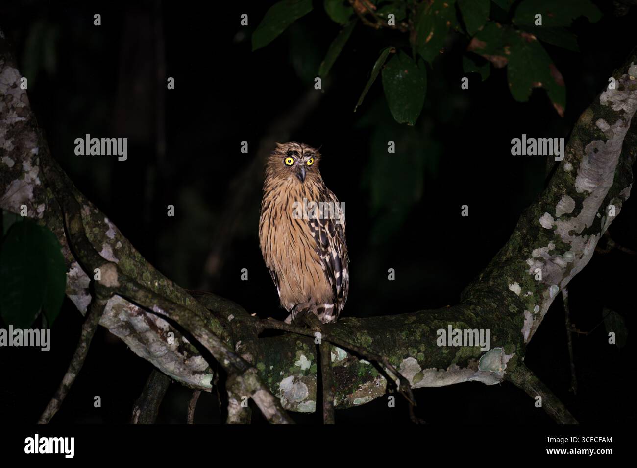 Buffy fish hibou, rivière Kinabatangan, Bornéo, Malaisie Banque D'Images