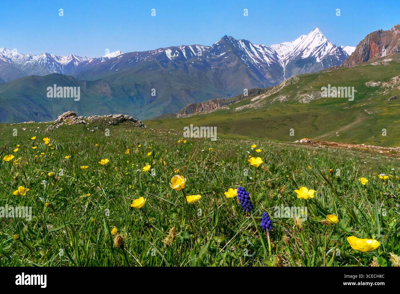 Vue sur les montagnes du Caucase avec des fleurs sauvages, Azerbaïdjan Banque D'Images