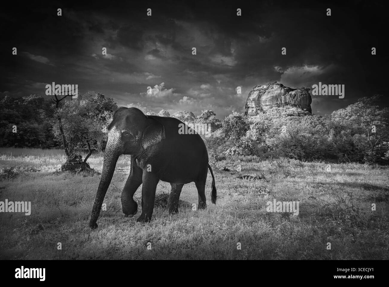 Photo infrarouge en noir et blanc d'un éléphant avec la formation rocheuse connue sous le nom de Sigiriya Rock Fortress en arrière-plan, Sri Lanka Banque D'Images