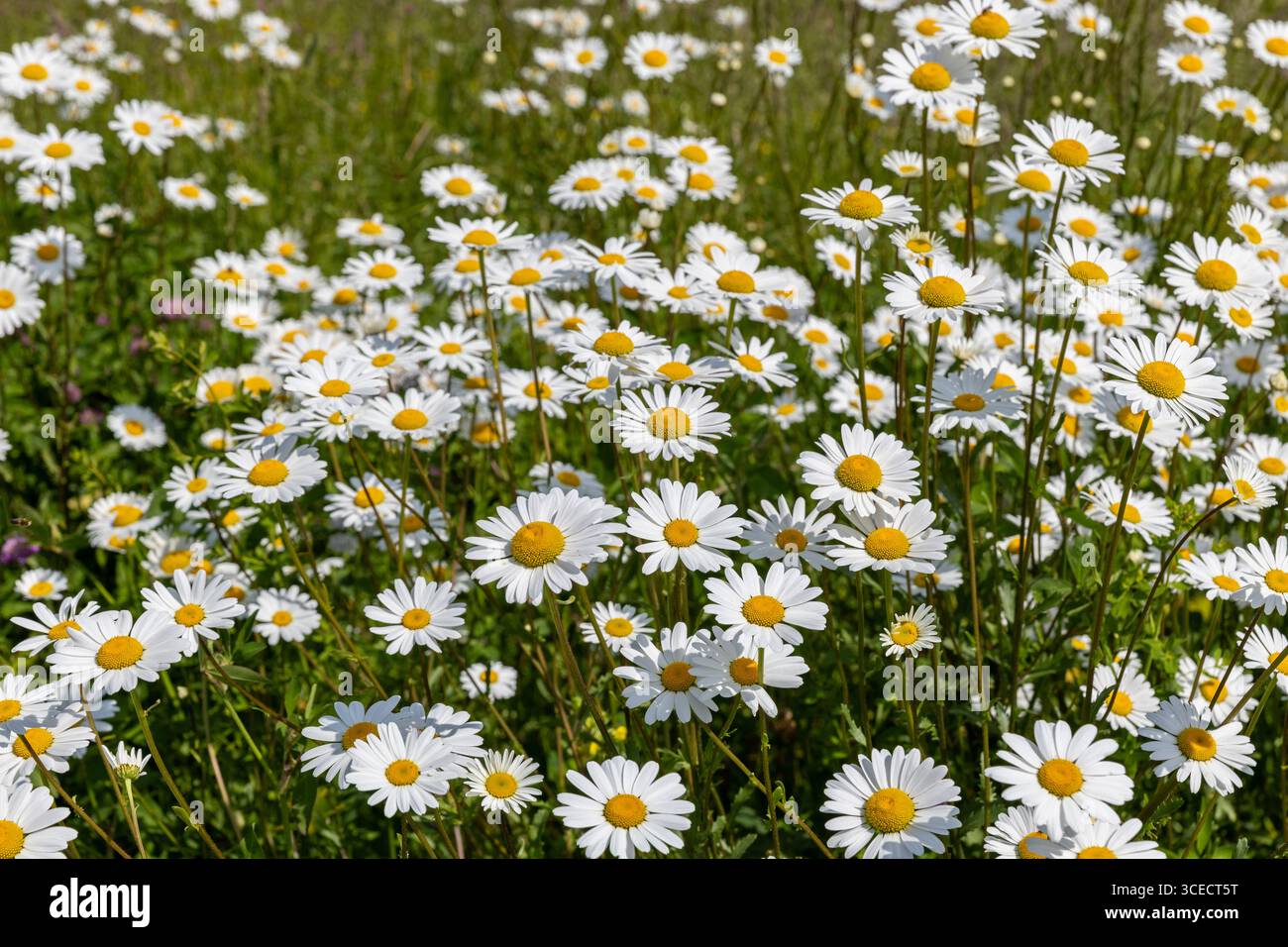 La culture de marguerites d'été fleurit au soleil. Banque D'Images