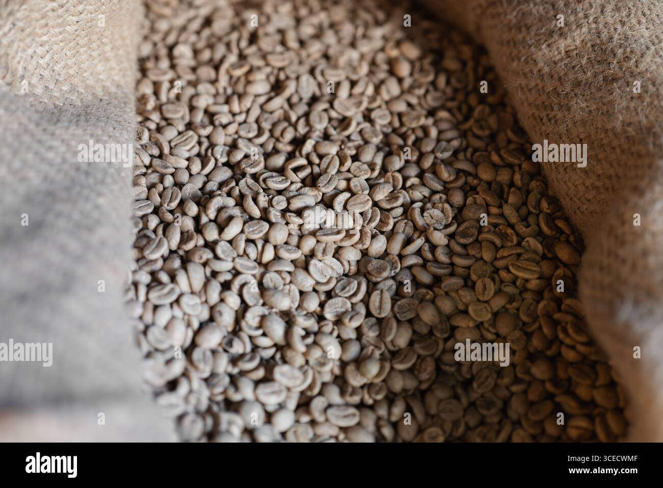 Une vue rapprochée de grains de café non torréfiés nichés dans un sac en toile de jute, présentant les matières premières utilisées dans le processus de torréfaction artisanale du café à l'intérieur Banque D'Images