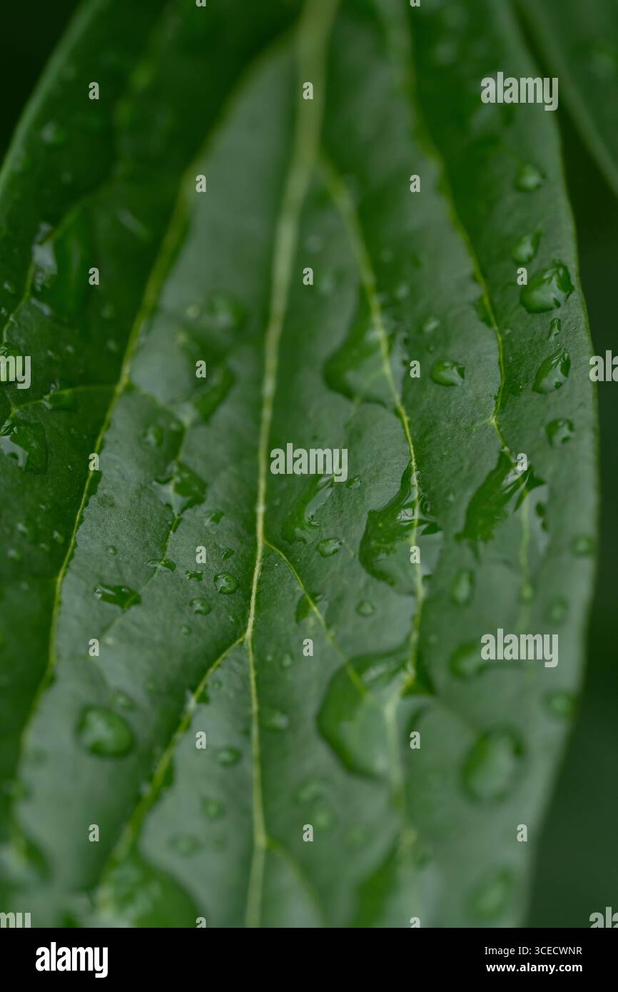 Gros plan de gouttes de pluie fraîches dispersées sur une feuille de pivoine, mettant en valeur la texture verte vibrante après une douche de printemps, illustrant la nature pure et refr Banque D'Images