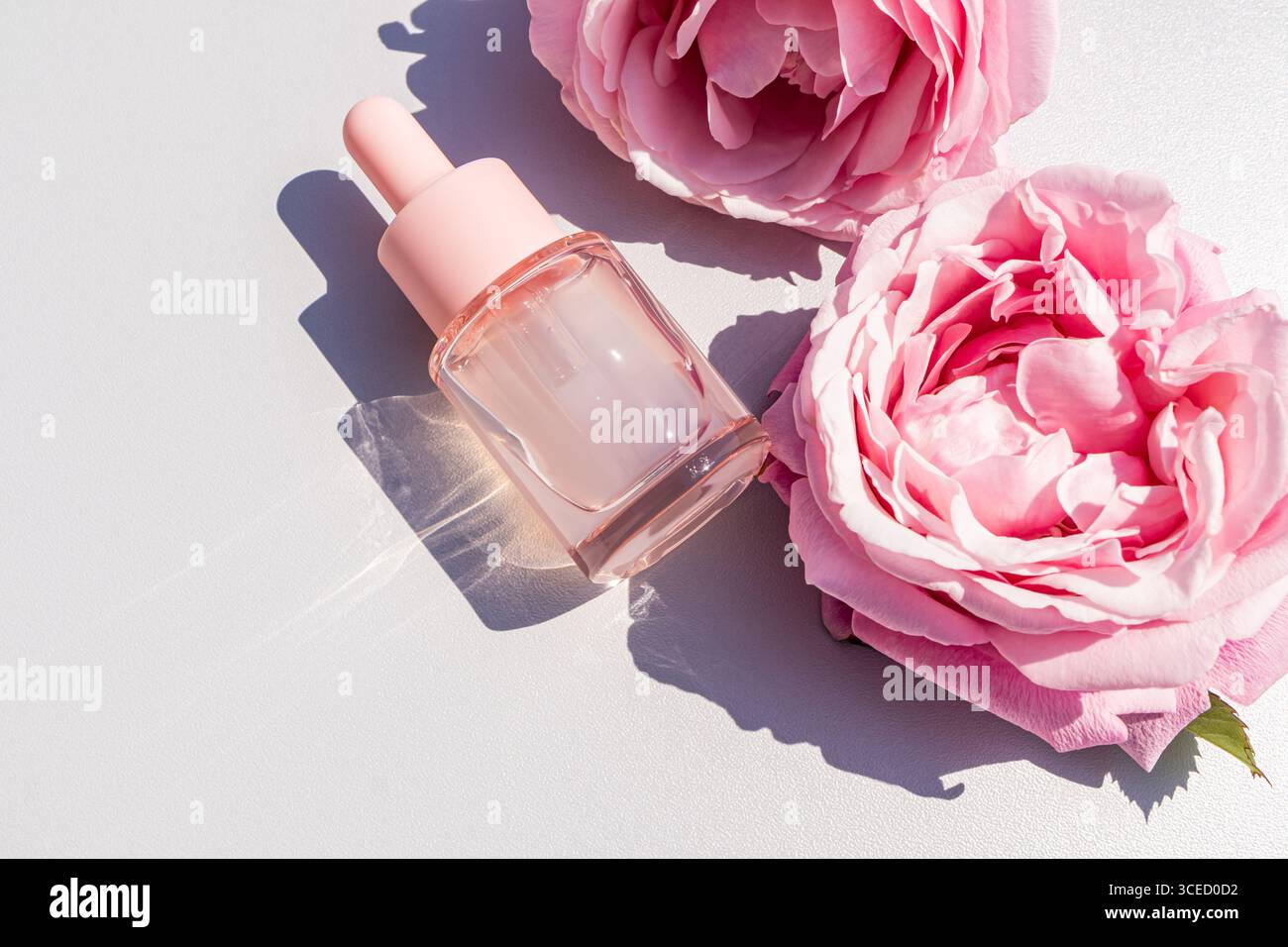 Vue de dessus d'un flacon compte-gouttes en verre rempli de sérum d'eau de rose, placé à côté de deux roses roses roses sur un fond blanc, créant un aestheti minimaliste Banque D'Images