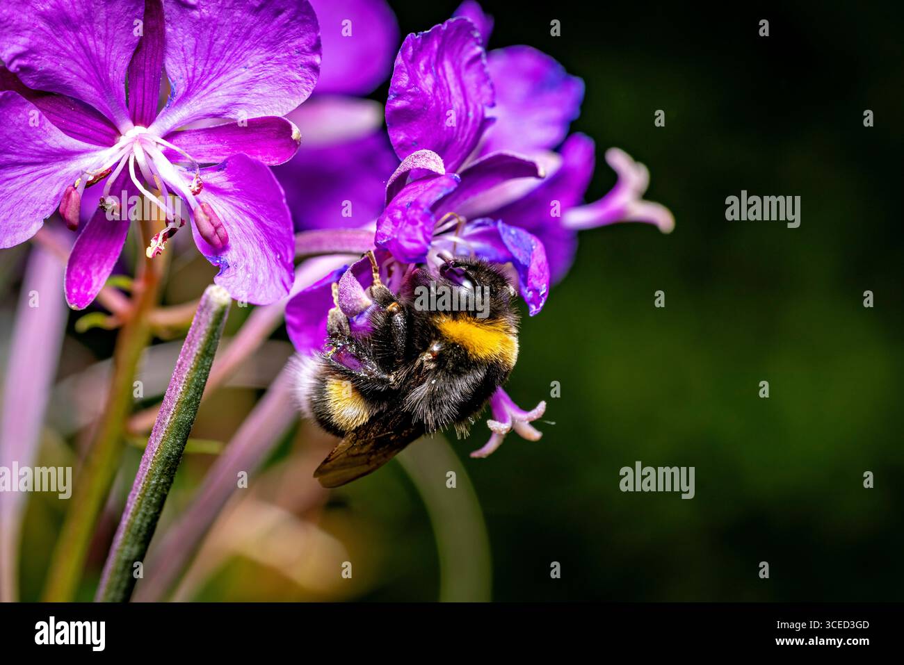 Un bourdon à queue blanche sur une fleur Banque D'Images