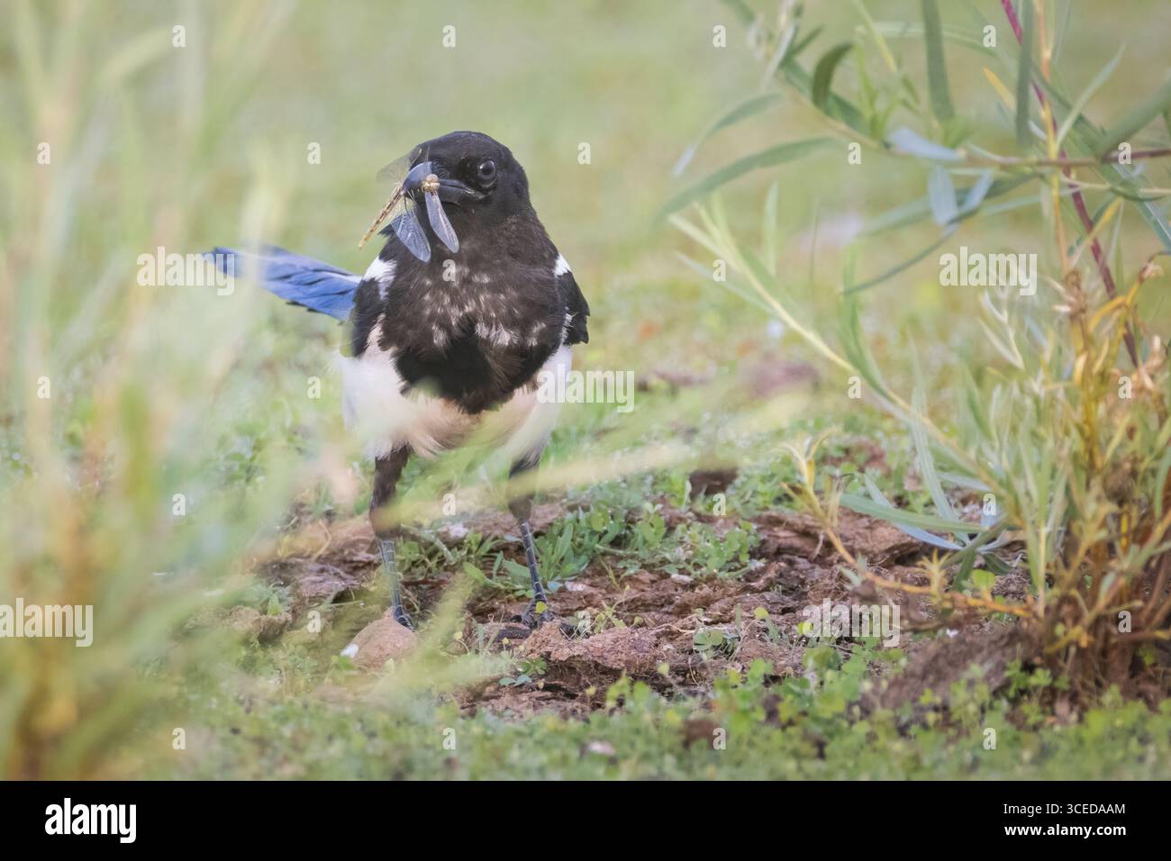 Pie à bec noir (Pica hudsonia) tenant une sauterelle dans son bec près du réservoir Shugru, comté de Lassen, Californie. Banque D'Images