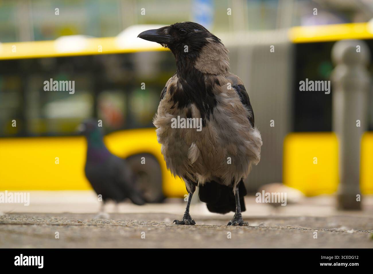 Corbeau corvus cornix à capuchon Shaggy debout dans la rue avec bus jaune flou et pigeon en arrière-plan, scène de la faune urbaine à Berlin Banque D'Images
