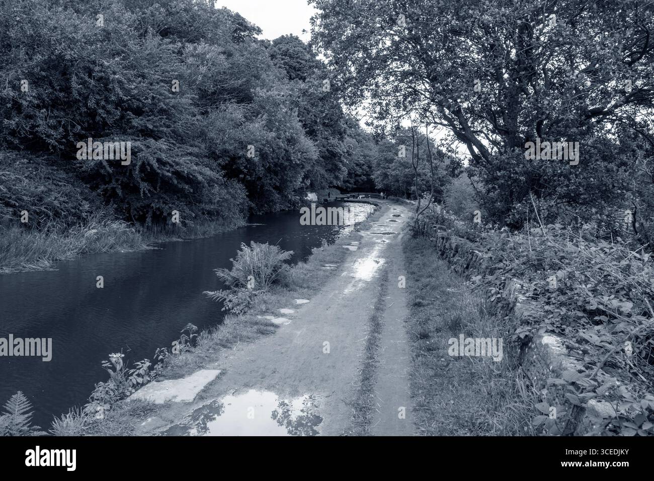 Scène monochrome spectaculaire sur le Huddersfield Narrow canal, mettant en valeur ses eaux tranquilles, ses chemins de halage et ses rives luxuriantes et envahies par la végétation Banque D'Images