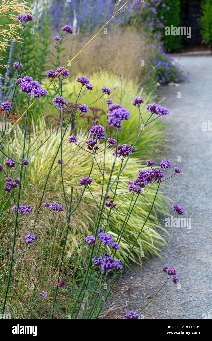 Verbena bonariensis, également appelé verveine Purpletop, une vivacité haute et mince avec des grappes de fleurs violettes, bonne pour les insectes Banque D'Images