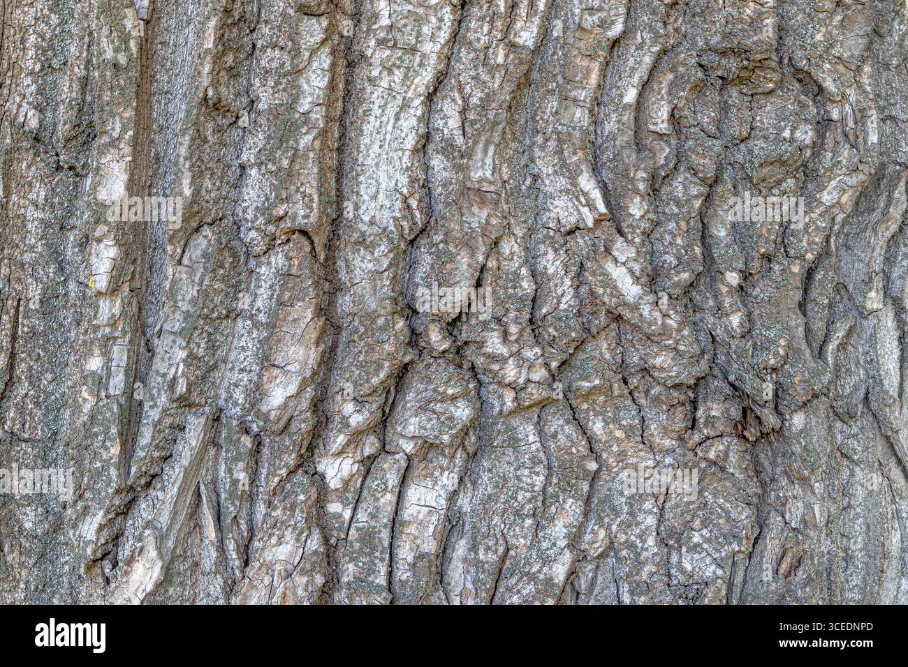 Gros plan du tronc de peuplier. Texture de l'écorce d'arbre. Banque D'Images
