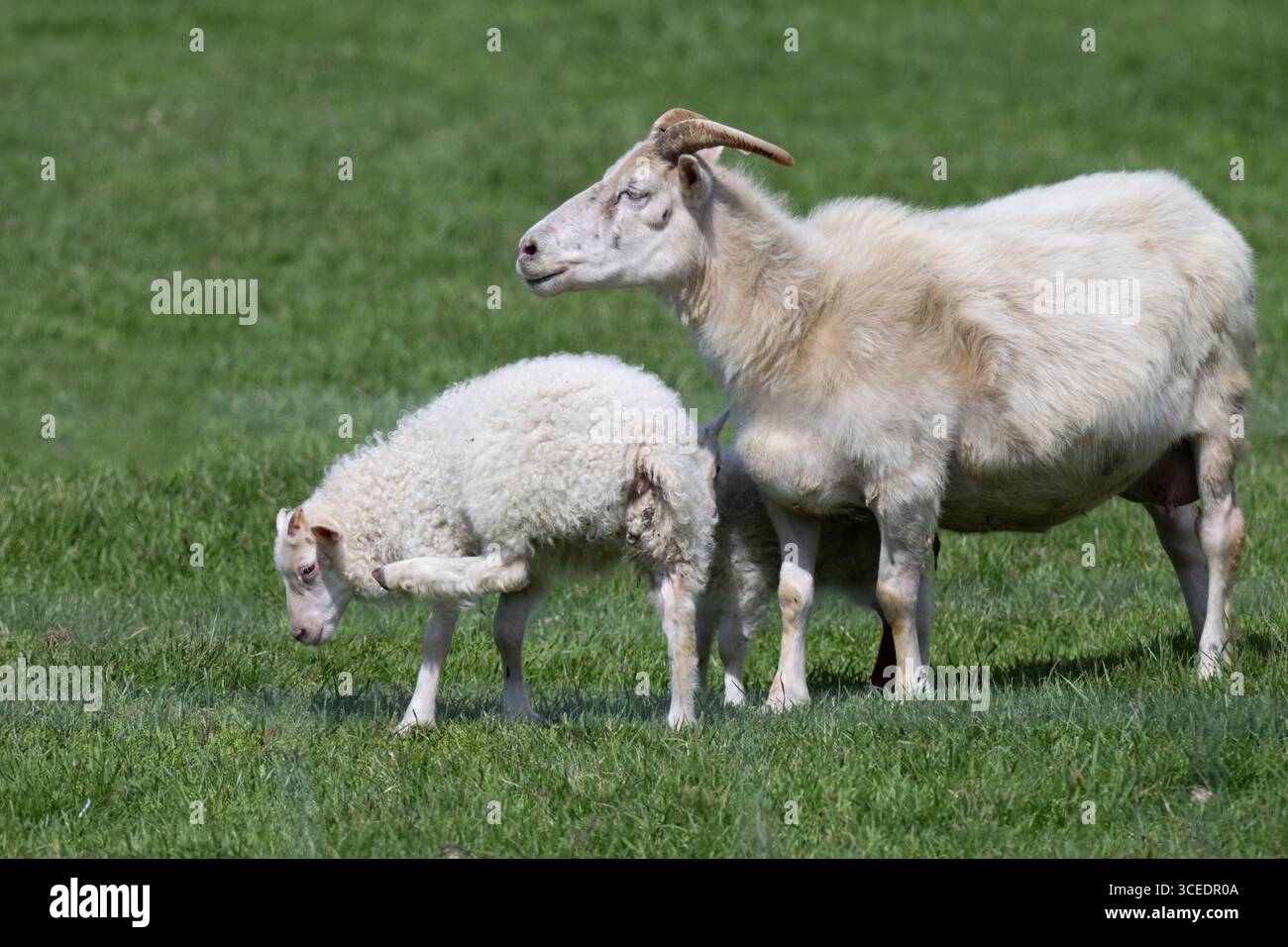 Islande, sud de l'Islande, Vik, péninsule de Dyrholaey. Moutons islandais à queue courte d'Europe du Nord. Banque D'Images