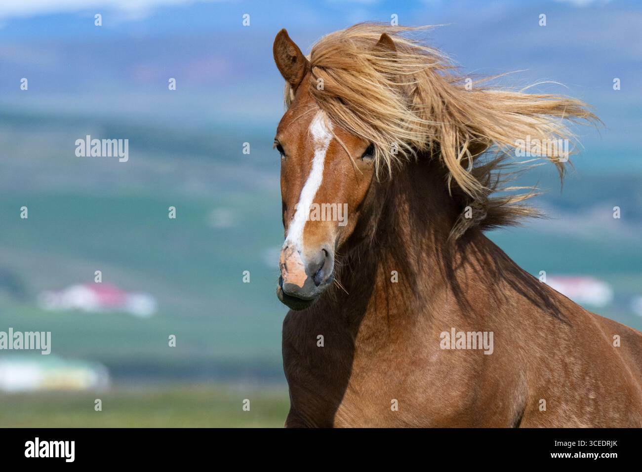 Islande, côte sud. Cheval islandais. Banque D'Images