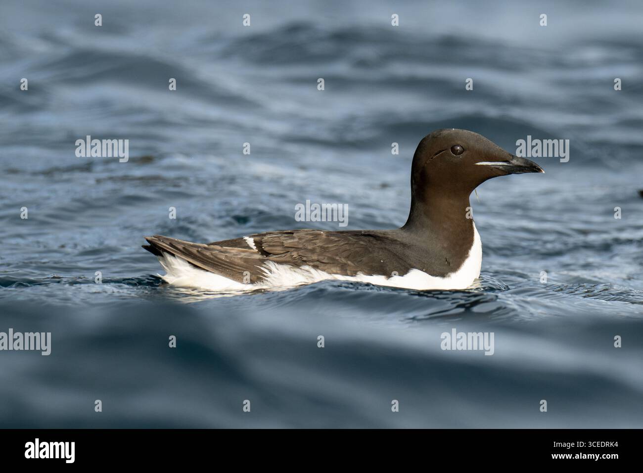 Norvège, Svalbard, Parc national du Spitzberg du Nord-est, Alkefjellet. Lieu de nidification pour plus de 60 000 couples reproducteurs de guillemots de Brünnich. Banque D'Images
