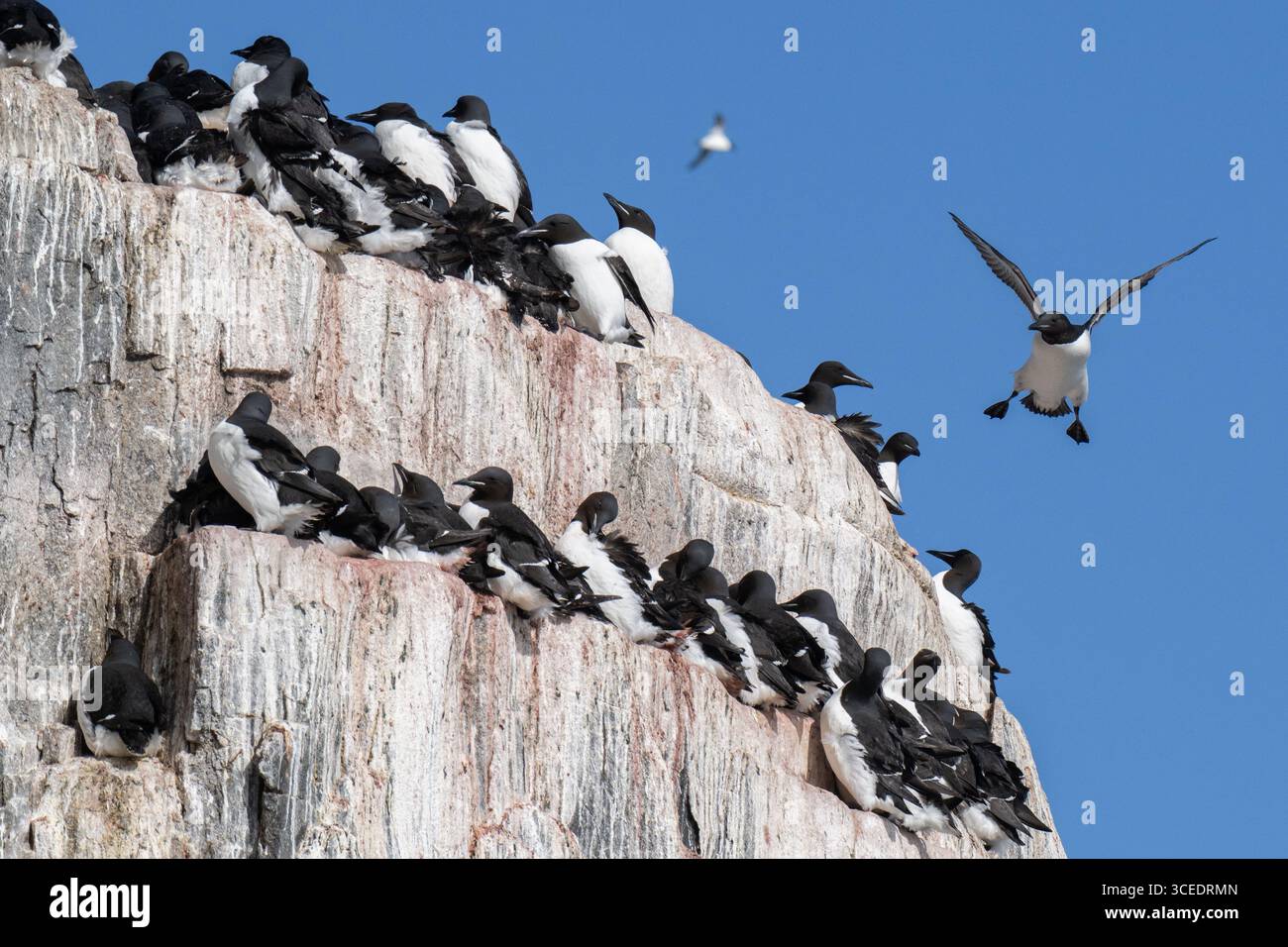 Norvège, Svalbard, Parc national du Spitzberg du Nord-est, Alkefjellet. Lieu de nidification pour plus de 60 000 couples reproducteurs de guillemots de Brünnich. Imbrication Banque D'Images