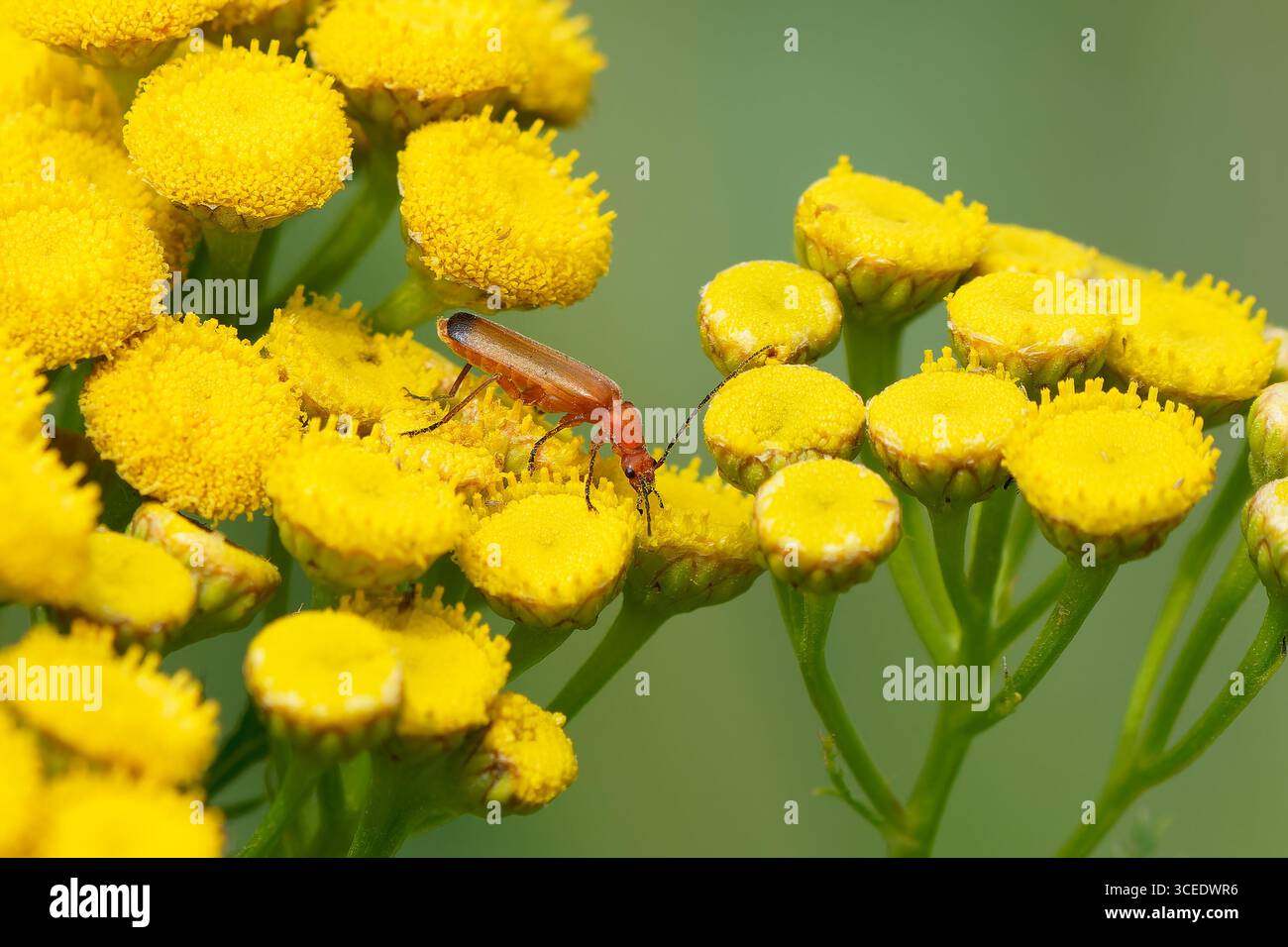 Coléoptère rouge commun Rhagonycha fulva en visite à Tansy commun- Tanacetum vulgare. Banque D'Images