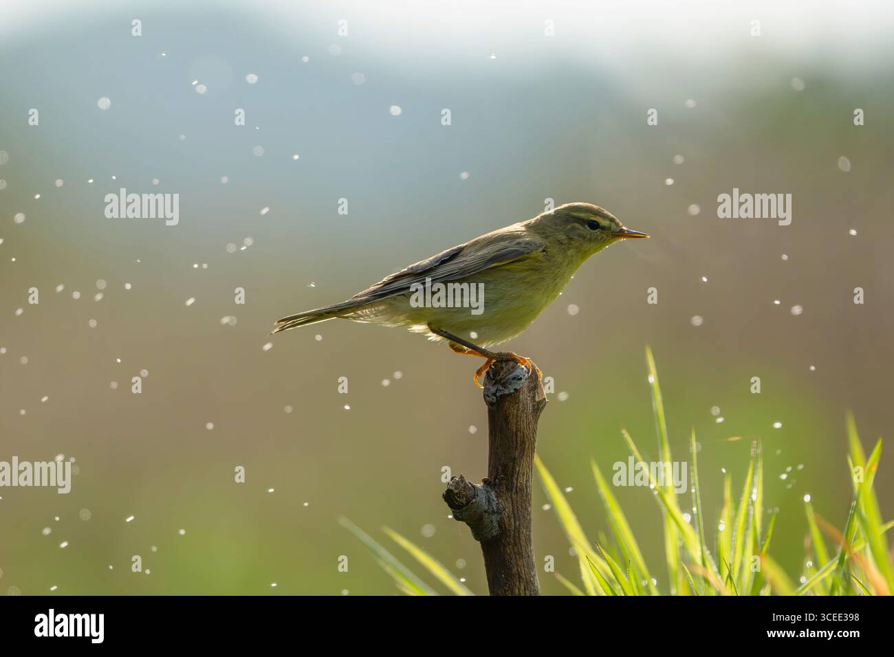 Phylloscopus trochilus Willow Banque D'Images