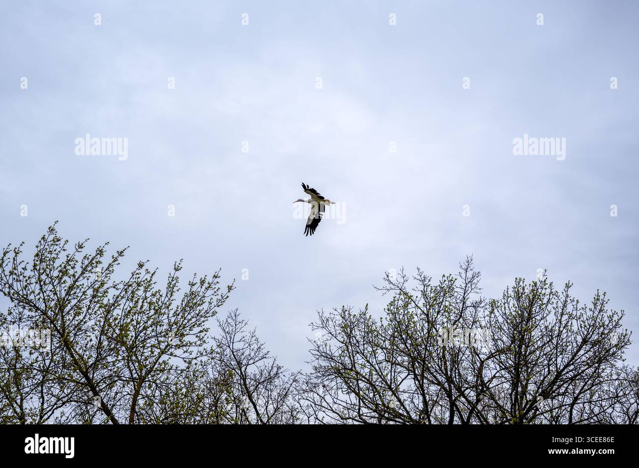 Un grand oiseau en vol contre un ciel nuageux, encadré par les cimes des arbres. L'oiseau est majoritairement blanc et foncé, les ailes déployées. Le ciel est un g léger Banque D'Images