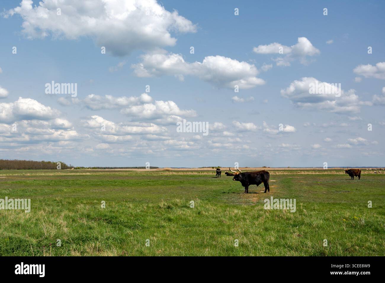 Plaines hongroises sous un ciel bleu vif parsemé de nuages blancs moelleux. Noir brun foncé les bovins Heck paissent paisiblement dans un champ vert vibrant. Le Banque D'Images