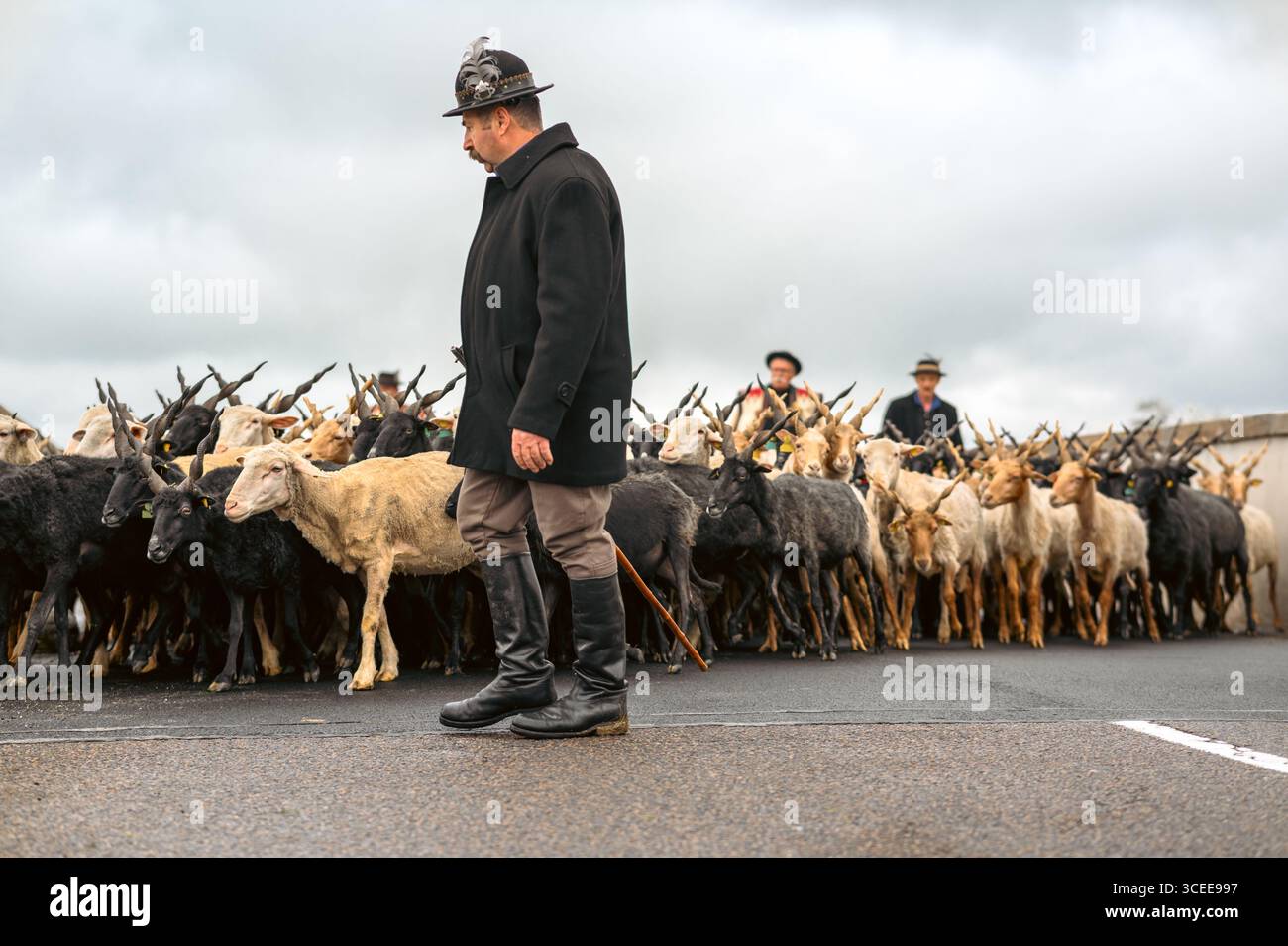 HORTOBAGY, HONGRIE 23 AVRIL 2022 Shepherd mène un troupeau de moutons et de chèvres à travers la route pendant le festival de la Saint-Georges. Ciel couvert, couleur sourde Banque D'Images