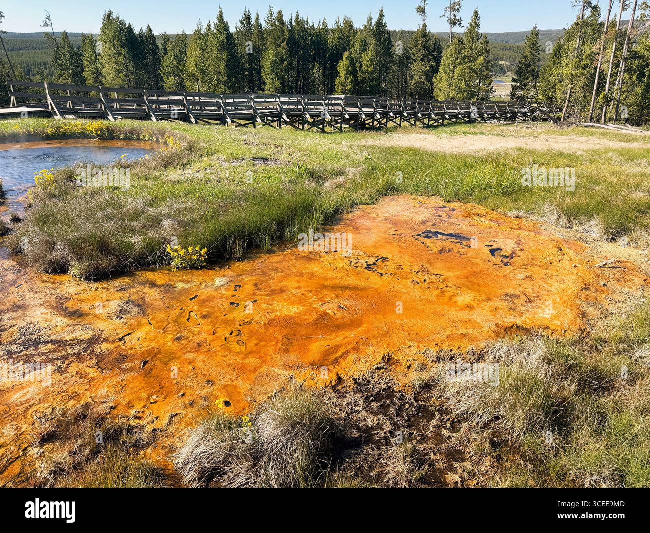 Vue panoramique d'une source chaude d'eau de bioilage dans une piscine à Terrace Springs dans le parc national de Yellowstone. Personne. - Image de stock capturée avec un smartphone