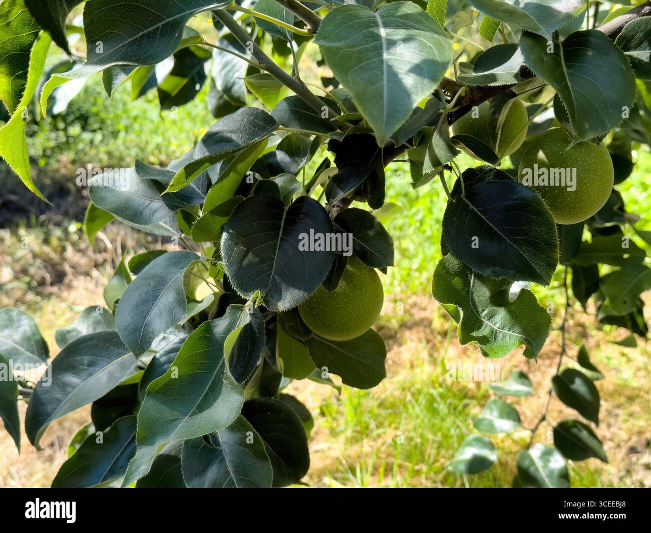 Vue sous l'arbre des poires asiatiques suspendues alors qu'elles mûrissent pour la récolte saisonnière au début de l'automne Banque D'Images