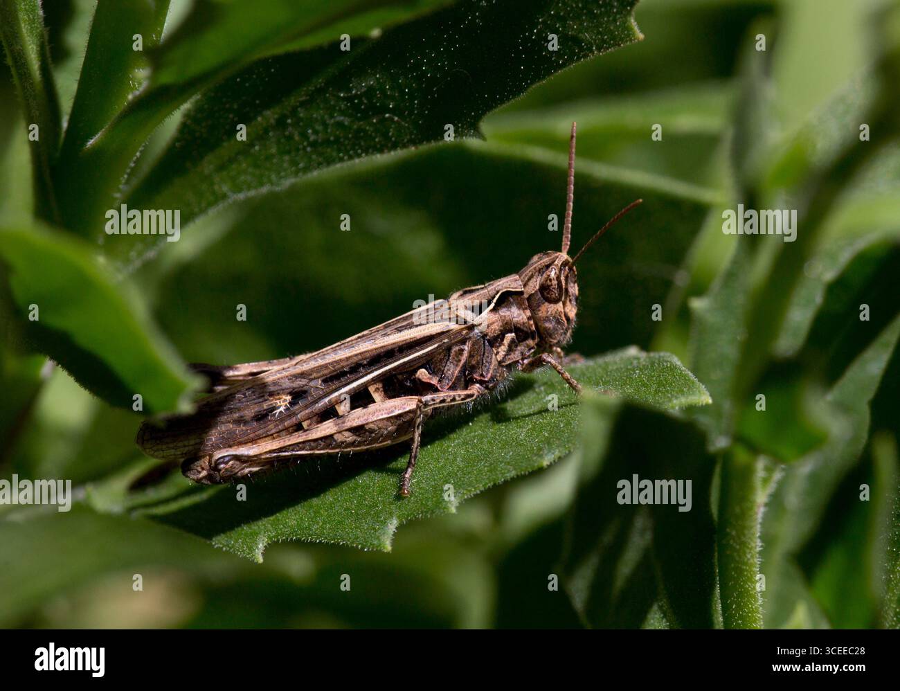 Champ commun Grasshopper Banque D'Images