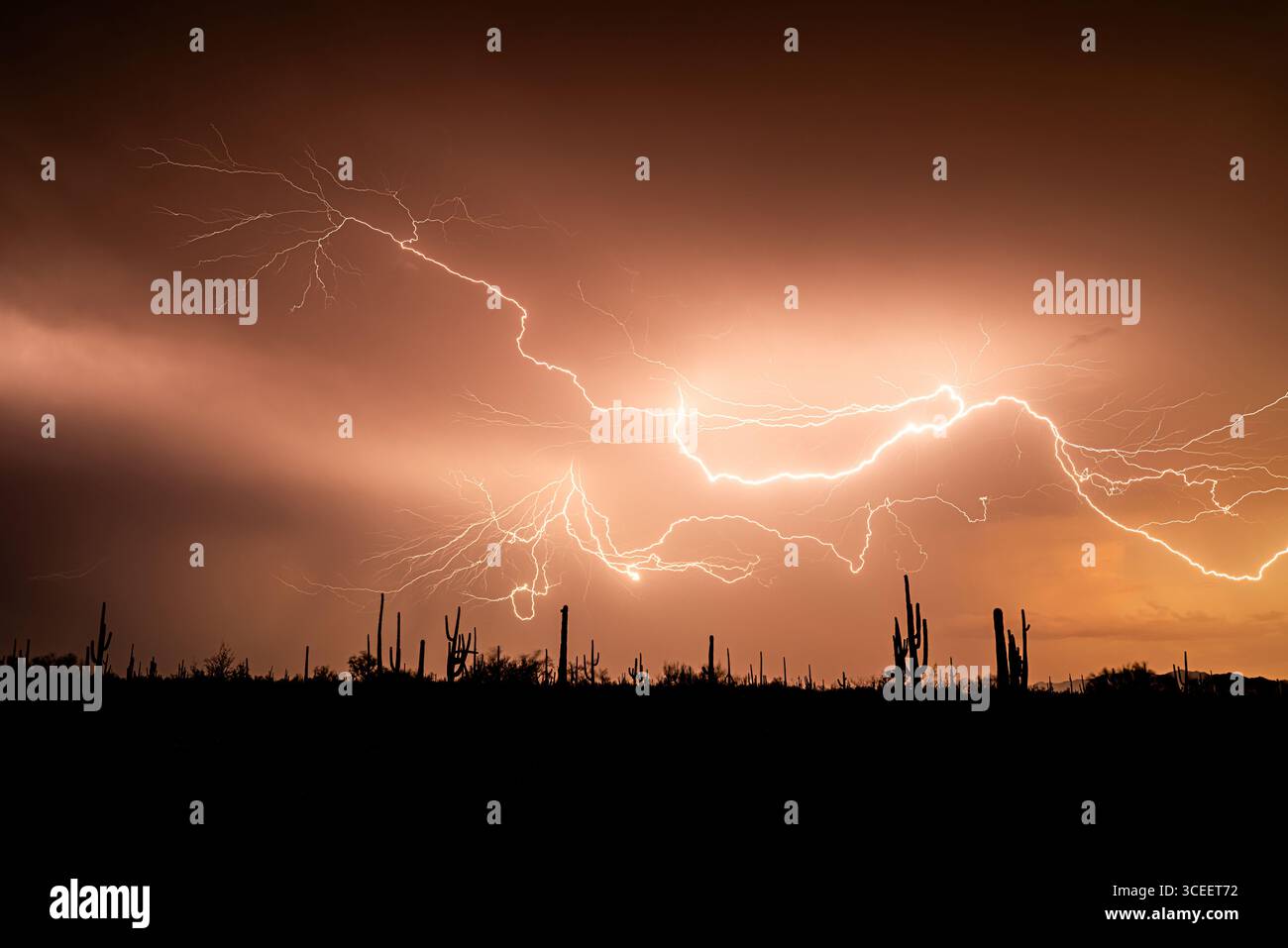 Une scène dramatique du désert de l'Arizona : les silhouettes de cactus saguaro se dressent hautes contre le ciel nocturne, illuminées par des éclairs du désert. Banque D'Images