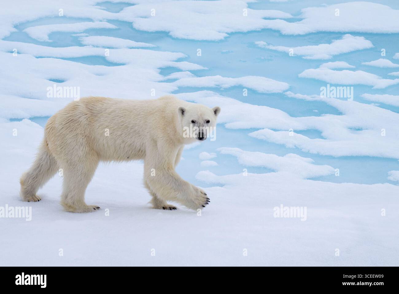 Groenland, parc national du nord-est du Groenland. Ours polaire (Ursus maritimus) sur la glace de mer. Banque D'Images
